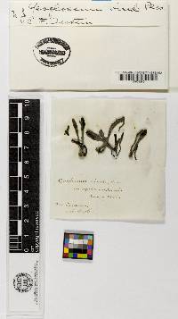 Microglossum viride image
