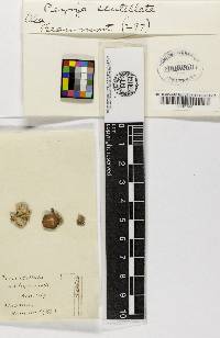 Peziza scutellata image