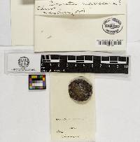 Bovista nigrescens image