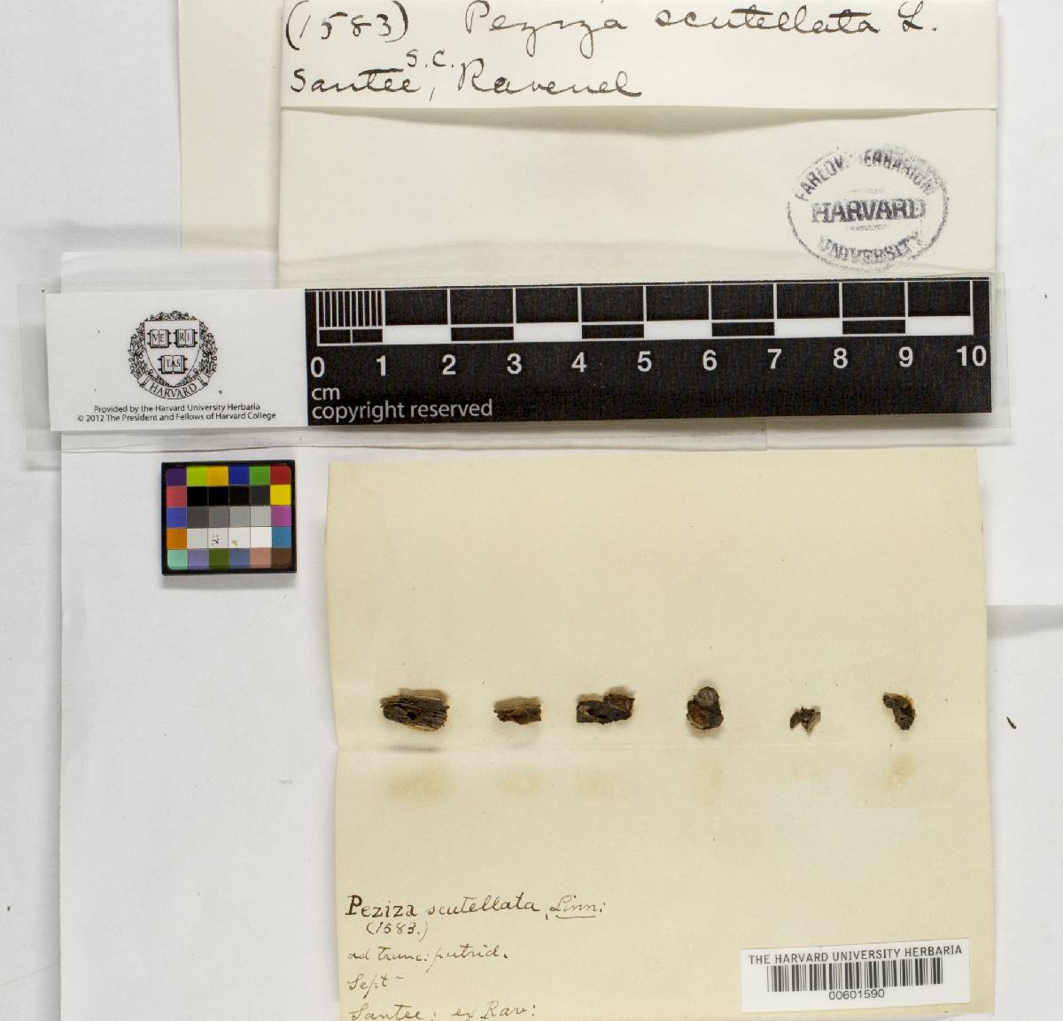 Peziza scutellata image