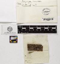 Dasyscyphella nivea image