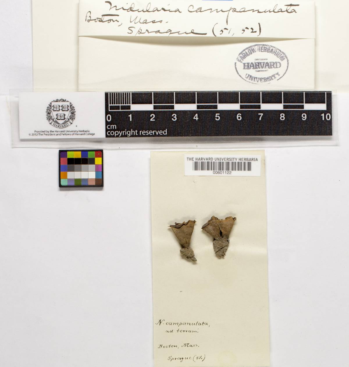 Cyathus campanulatus image