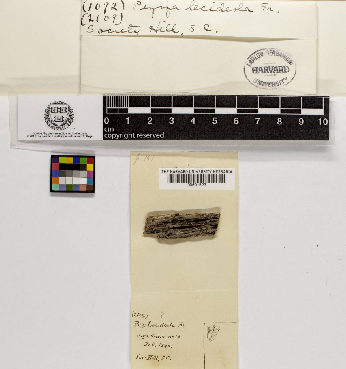 Durella lecideola image