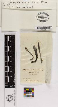 Geoglossum hirsutum image