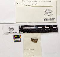 Ascocoryne sarcoides image