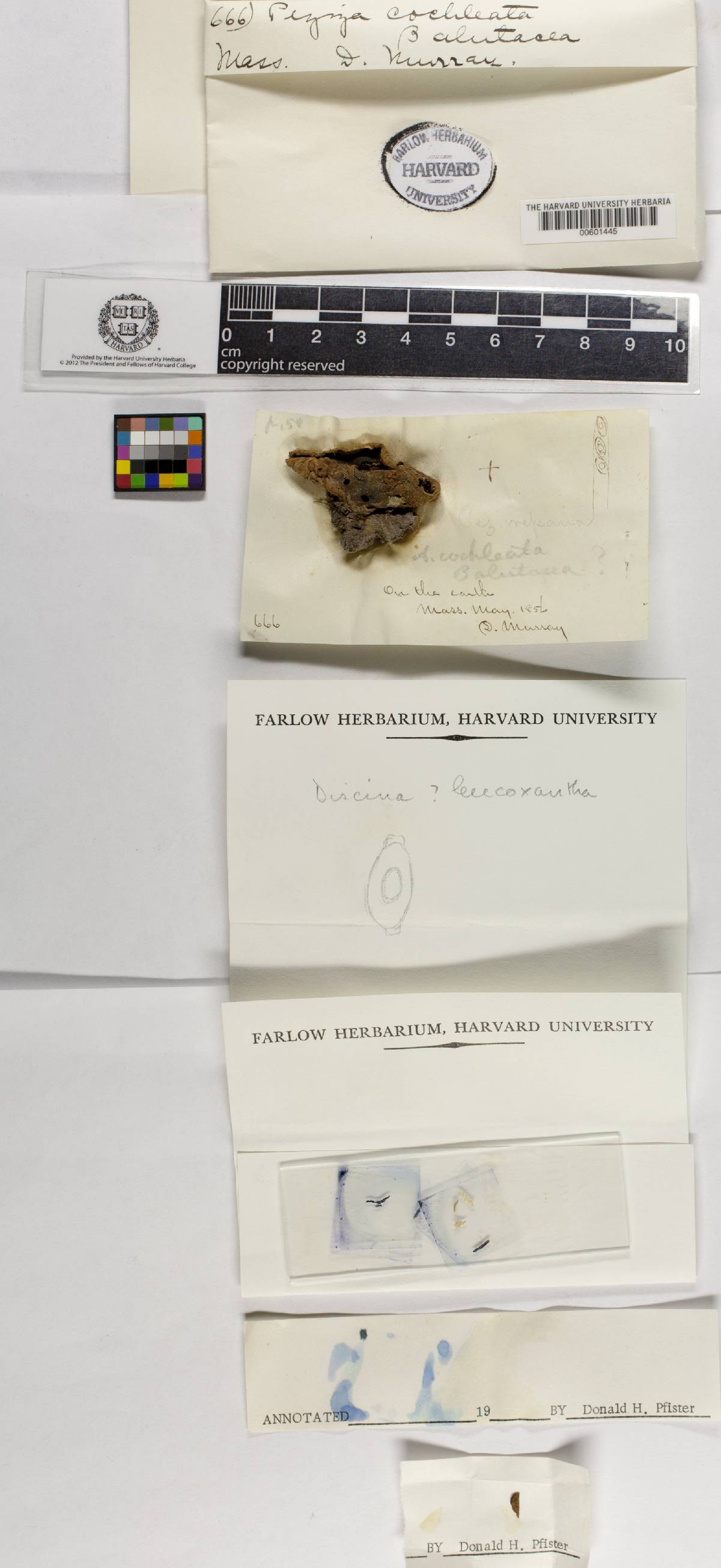 Otidea cochleata image