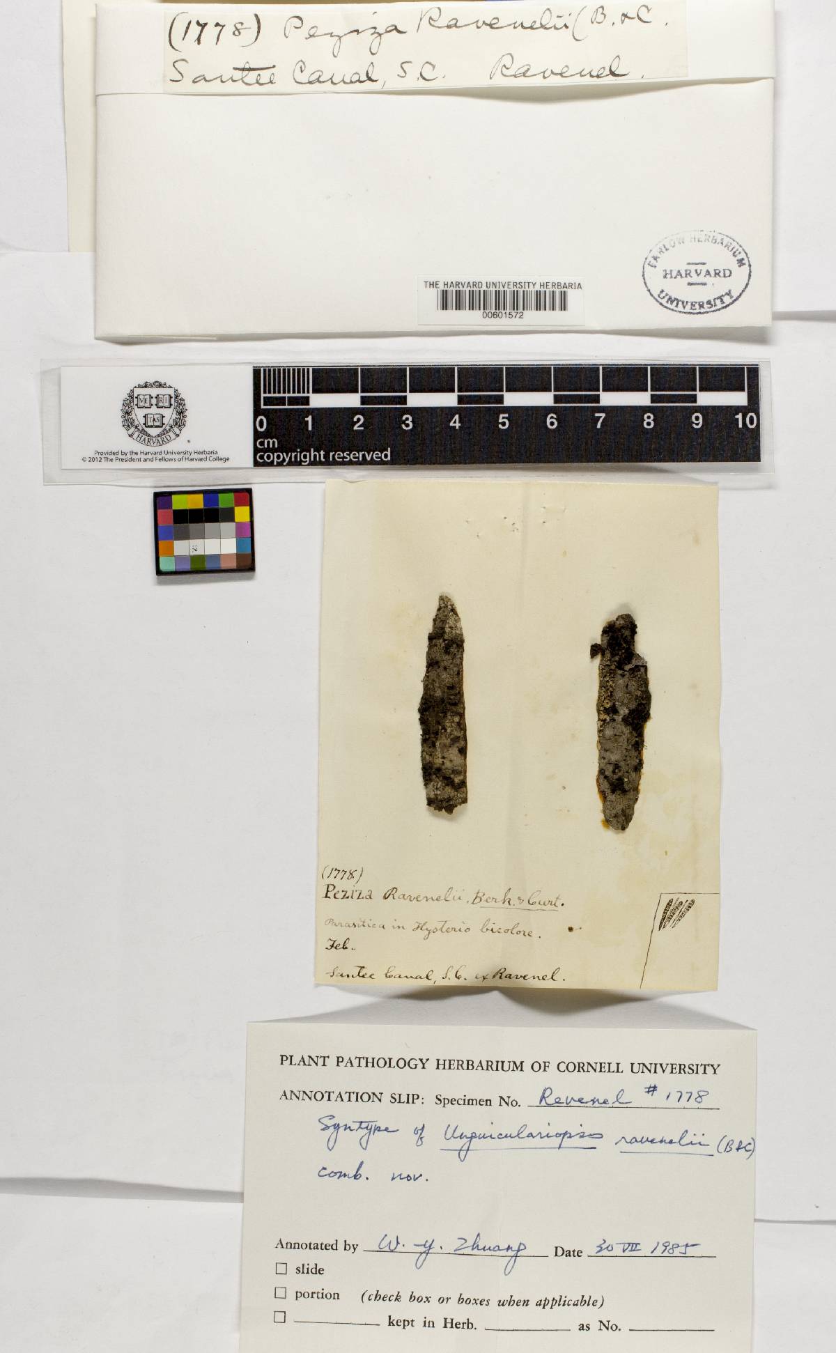 Unguiculariopsis image