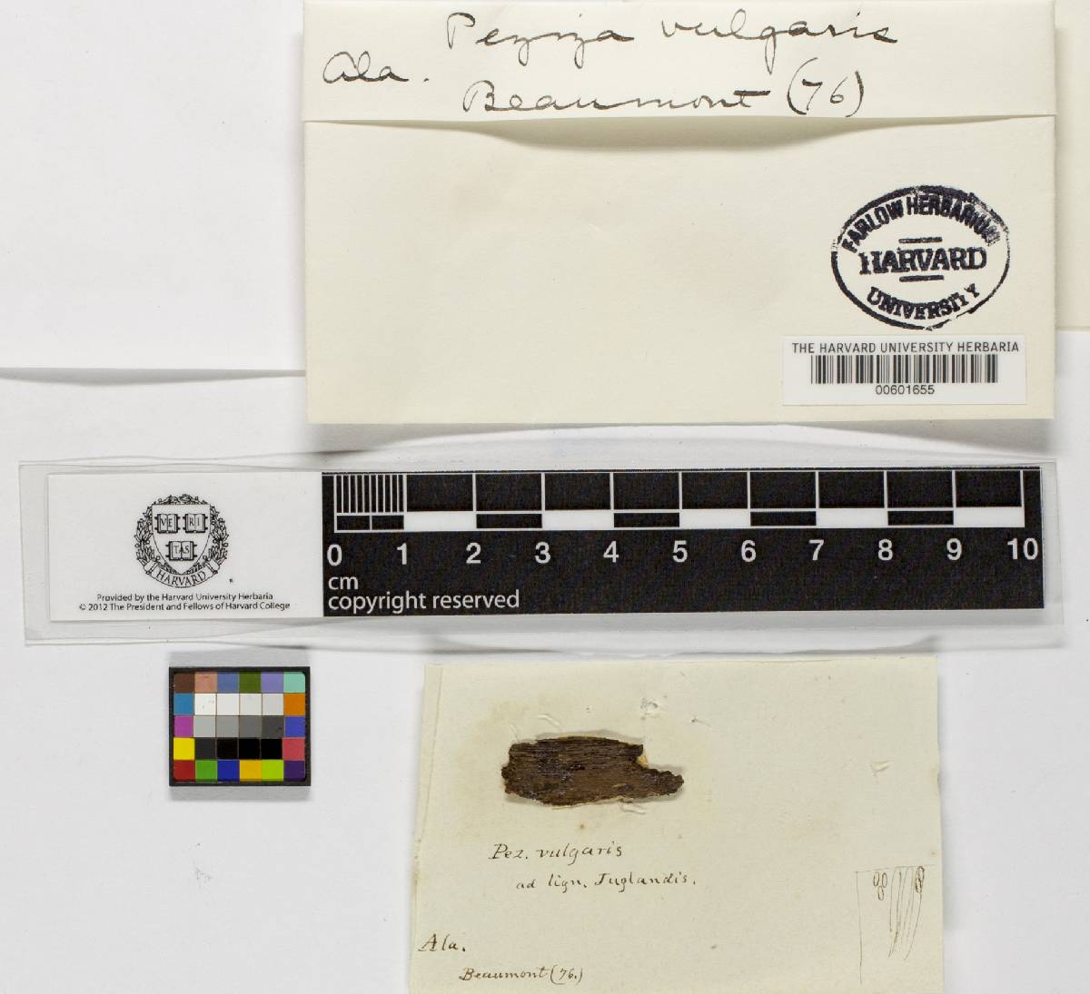 Pezizella vulgaris image