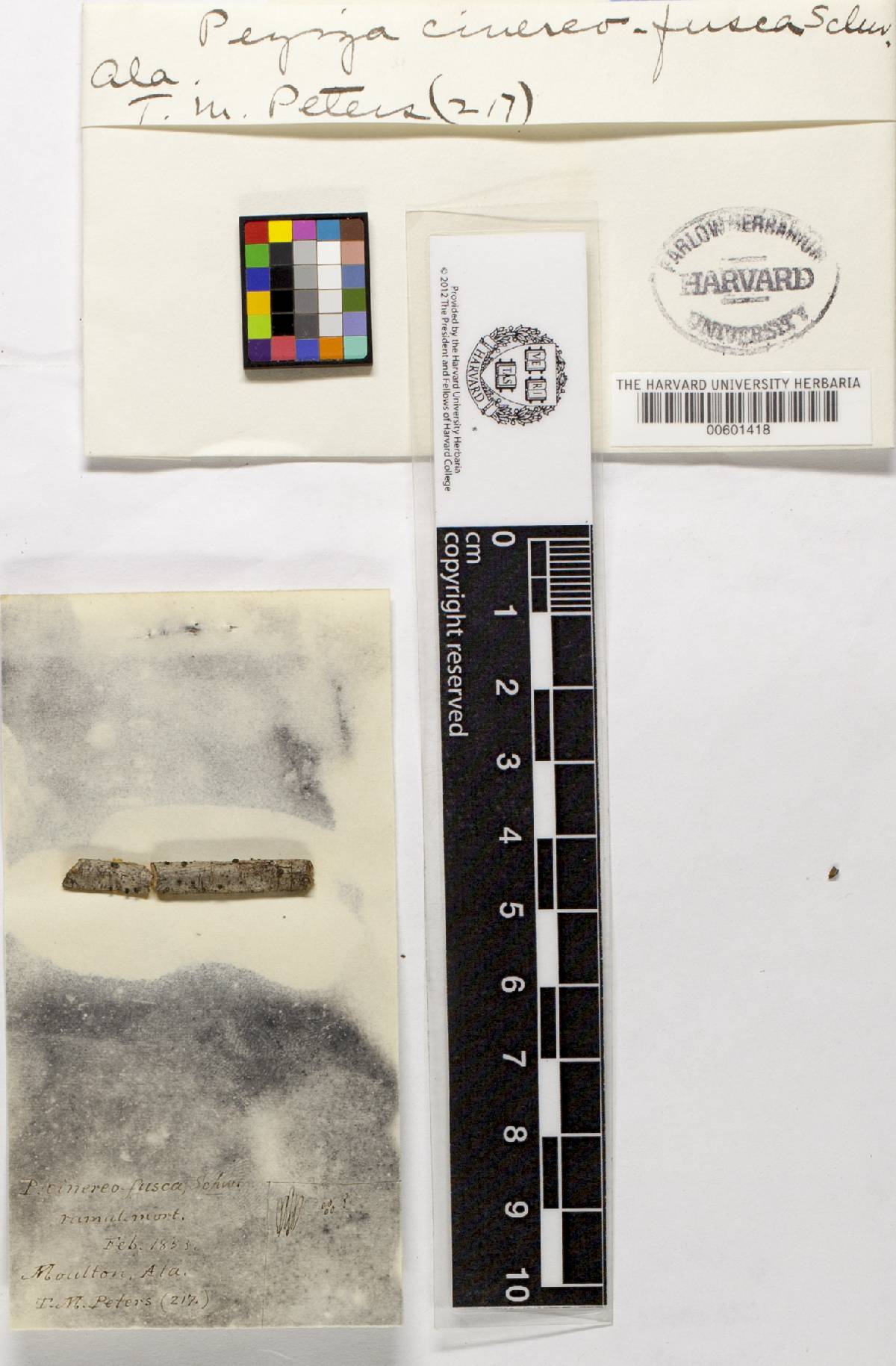 Peziza cinereofusca image