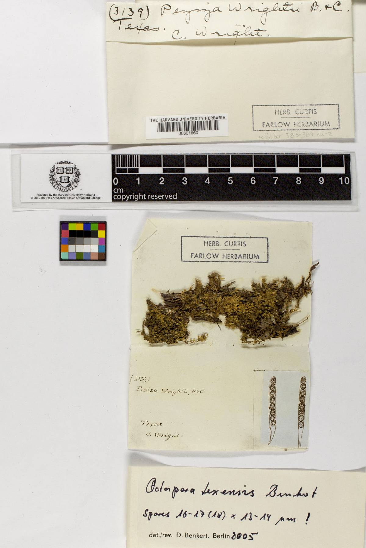 Lamprospora wrightii image