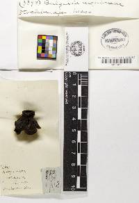 Bulgaria inquinans image