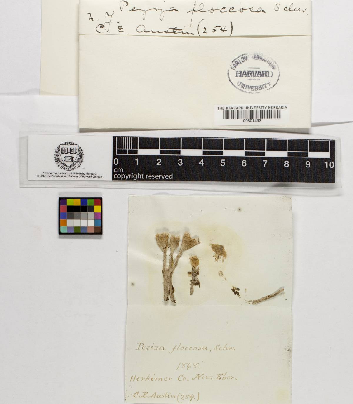 Peziza floccosa image