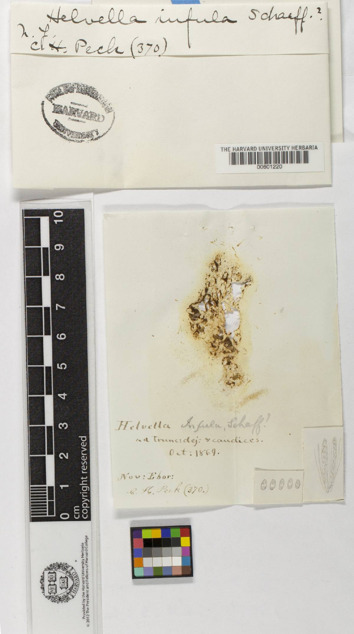 Helvella infula image