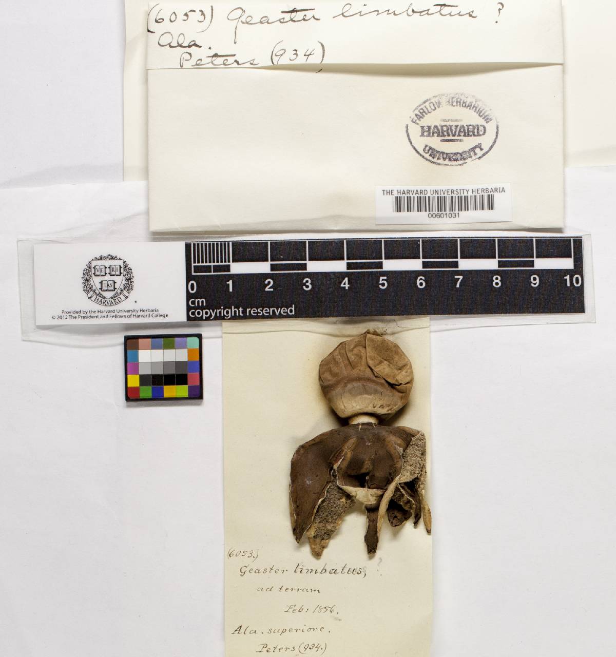 Geastrum limbatum image