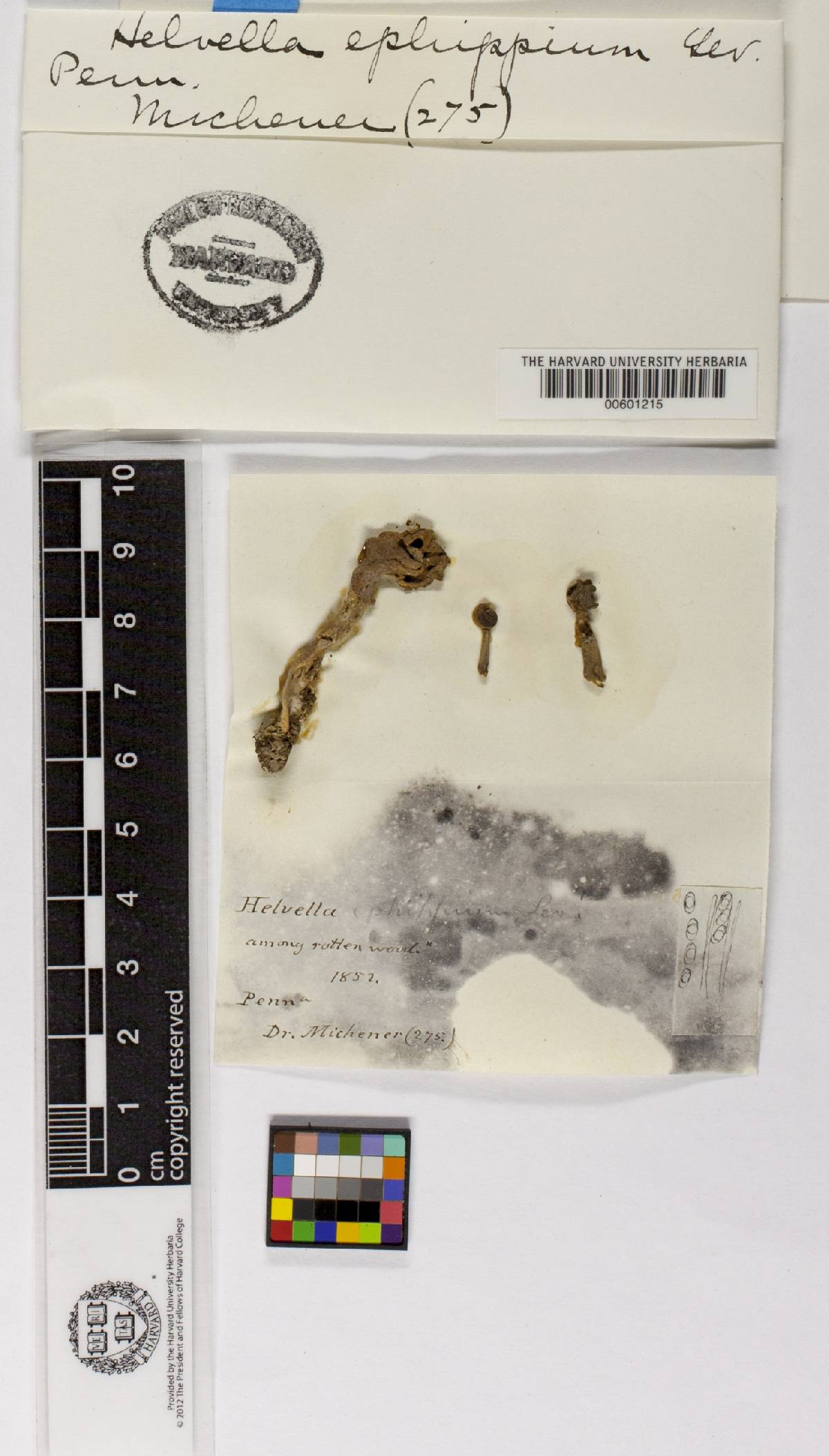 Helvella ephippium image