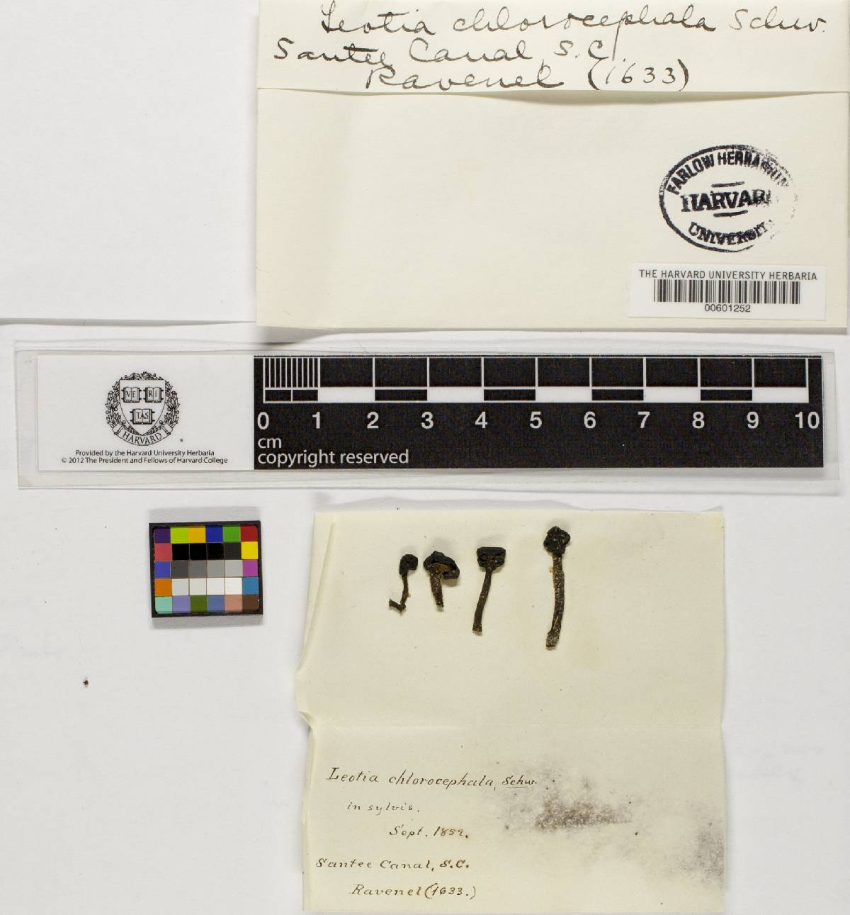 Leotia chlorocephala image
