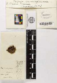 Humaria hemisphaerica image