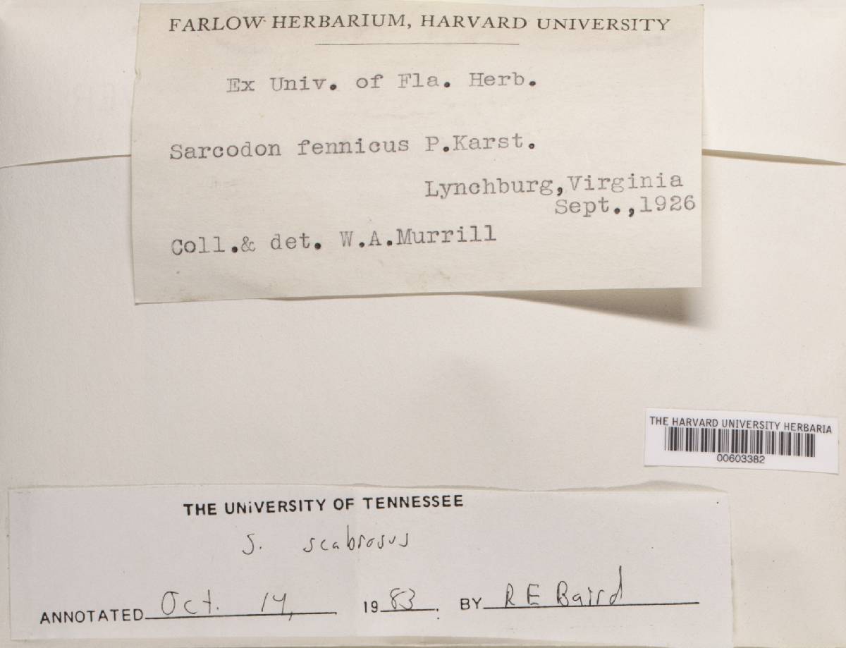 Sarcodon fennicus image