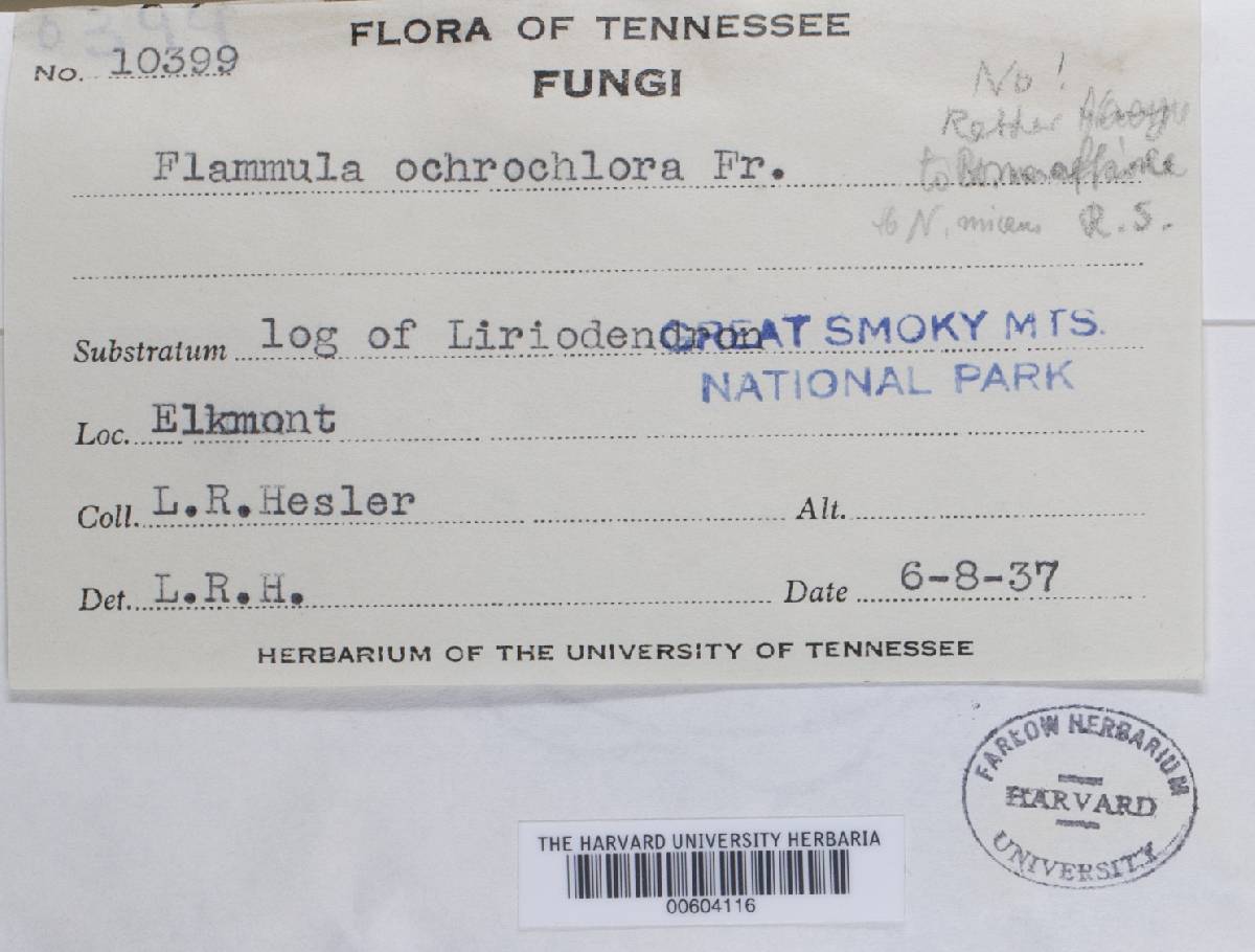 Naematoloma micans image
