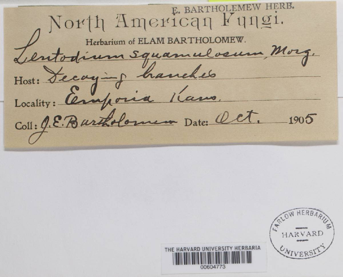 Lentodium squamulosum image