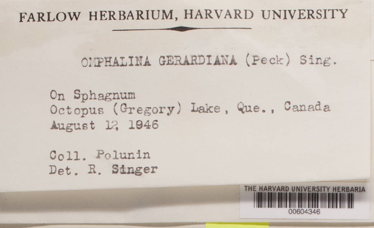 Omphalina subhepatica image