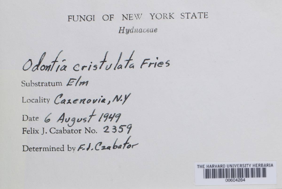 Odontia cristulata image