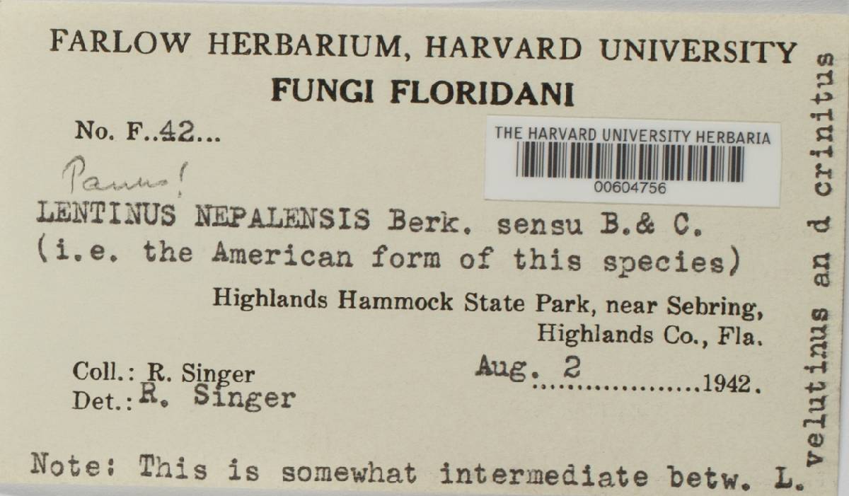 Lentinus nepalensis image