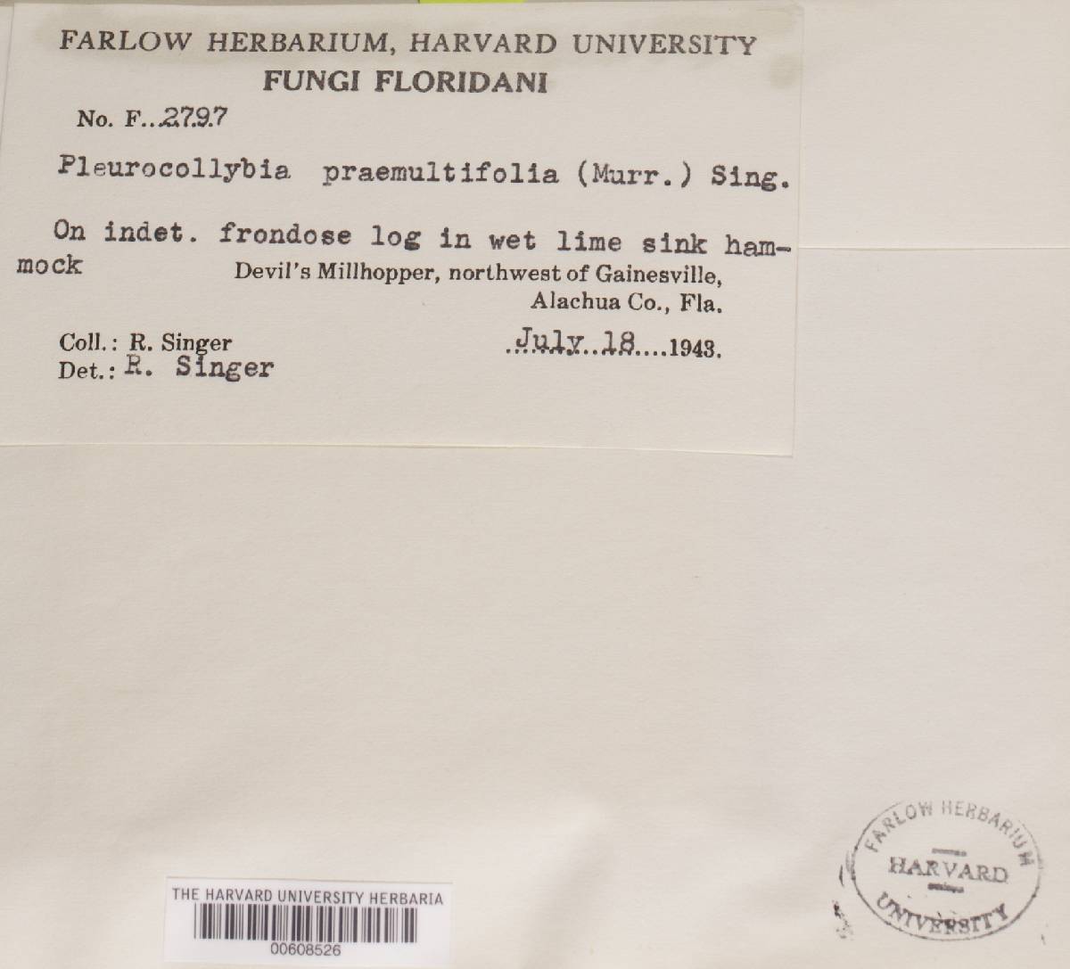Pleurocollybia praemultifolia image