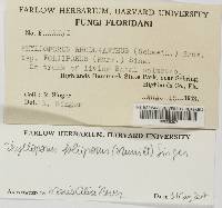 Phylloporus rhodoxanthus image