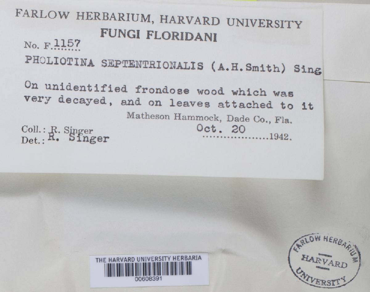 Pholiotina septentrionalis image