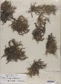 Usnea strigosa image