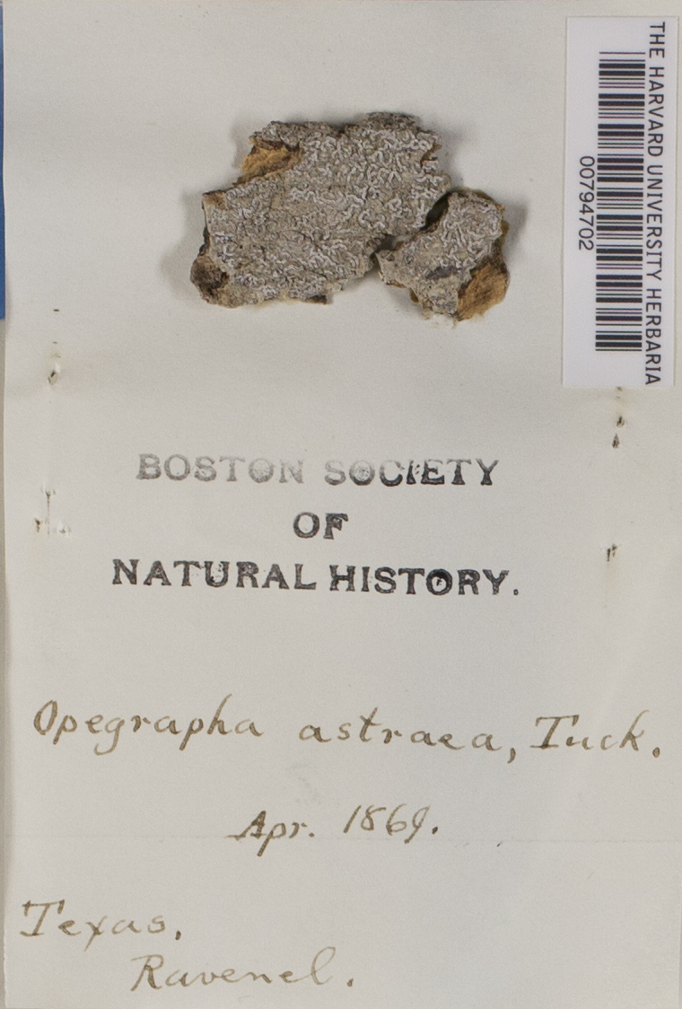 Opegrapha astraea image