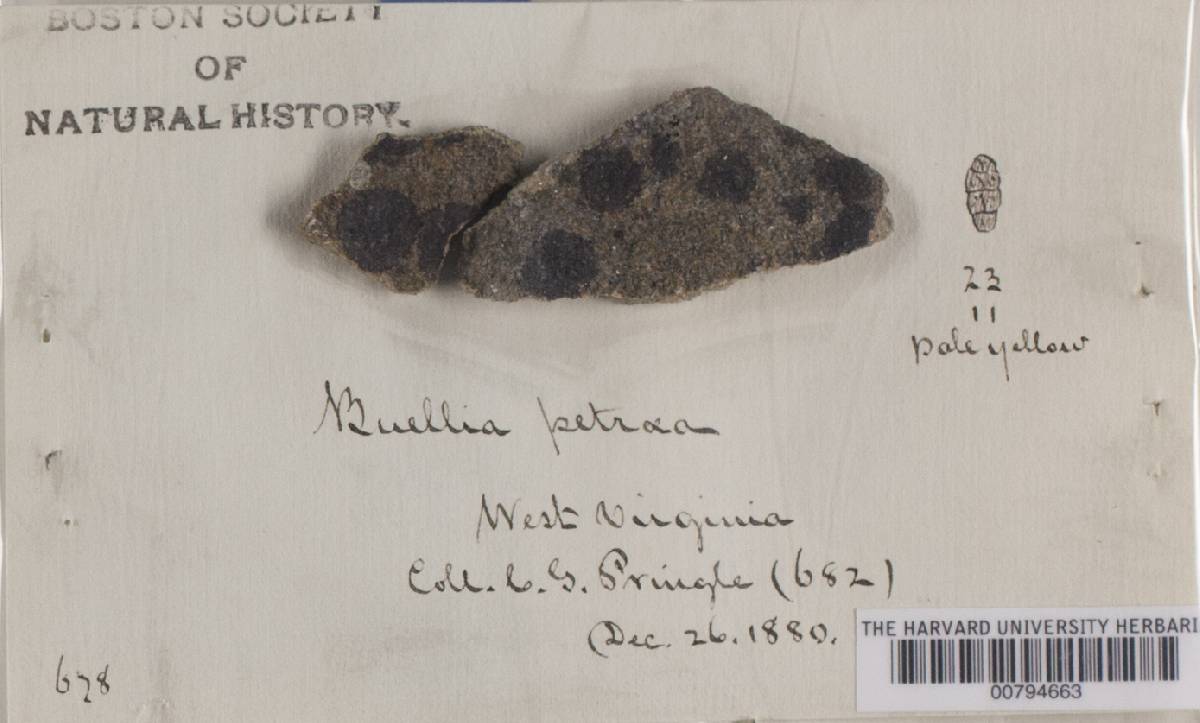 Rhizocarpon petraeum image