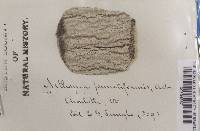 Arthonia punctiformis image