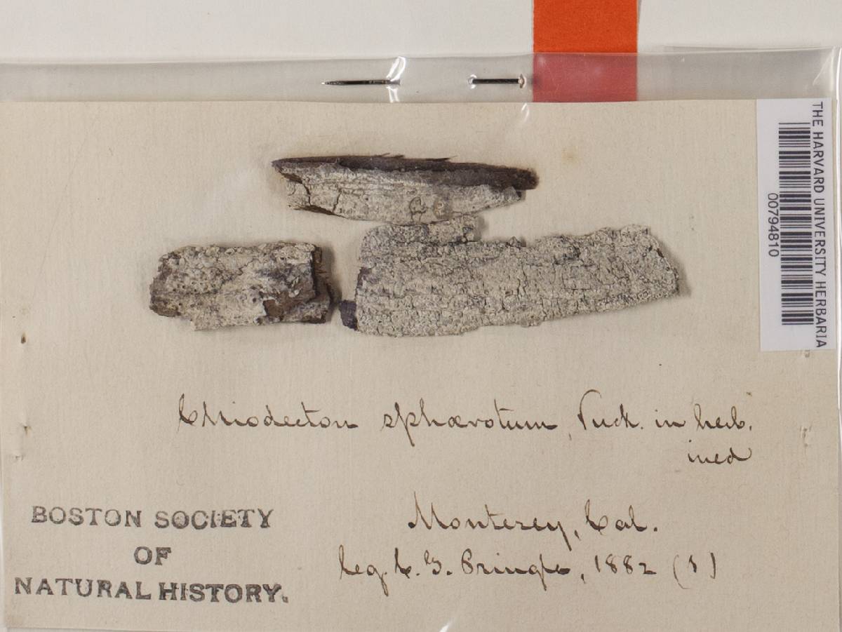 Chiodecton image