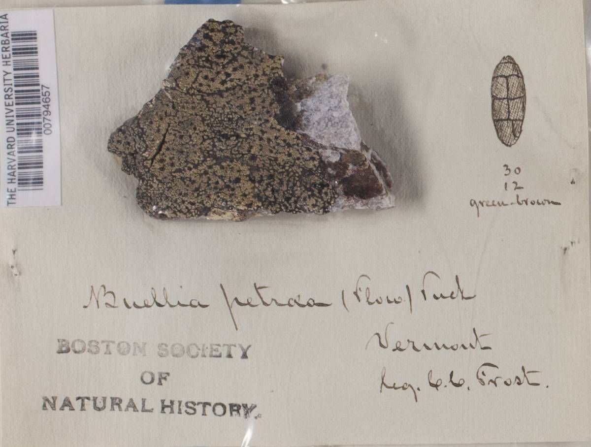 Rhizocarpon petraeum image