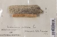 Mycocalicium subtile image