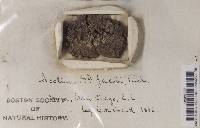 Texosporium sancti-jacobi image
