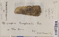 Opegrapha bonplandii image