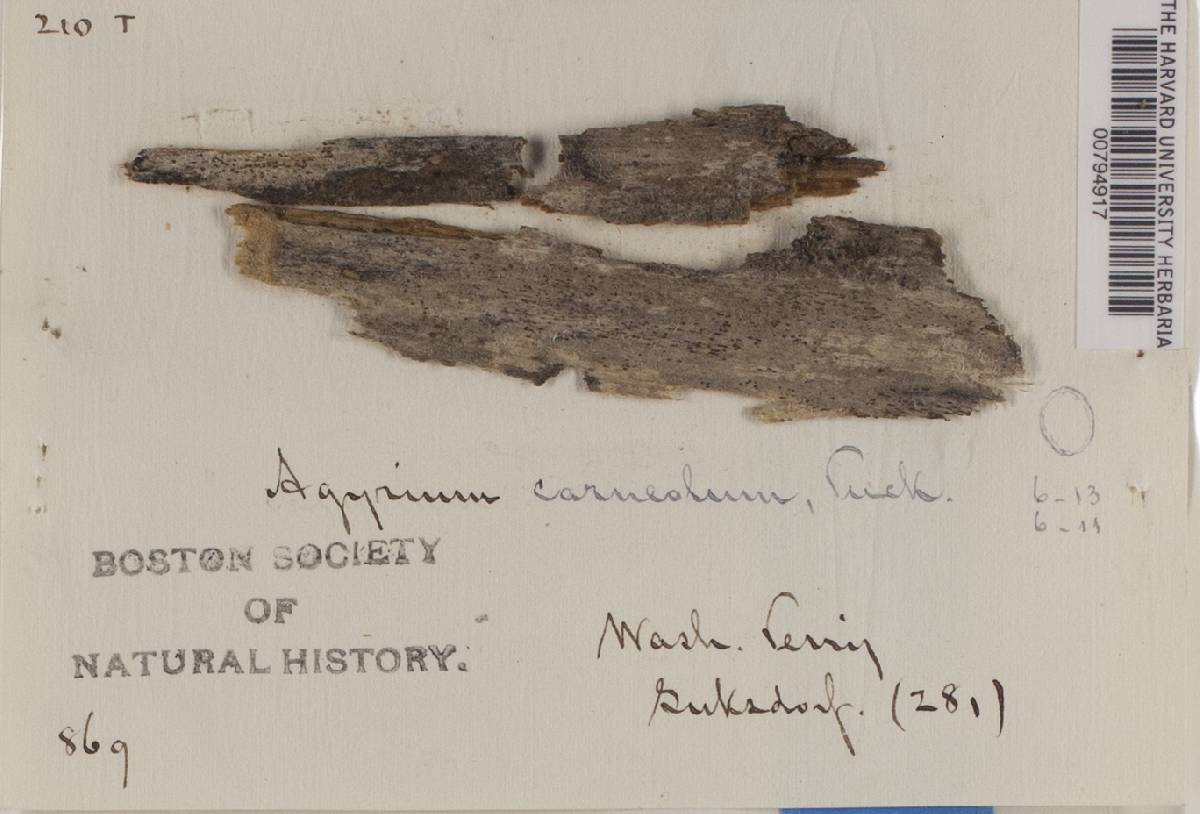 Agyrium carneolum image