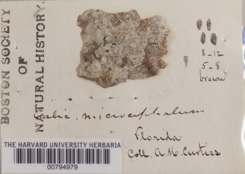 Sphinctrina anglica image