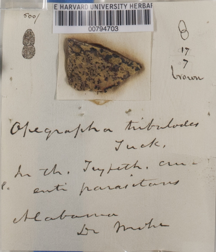 Opegrapha tribulodes image