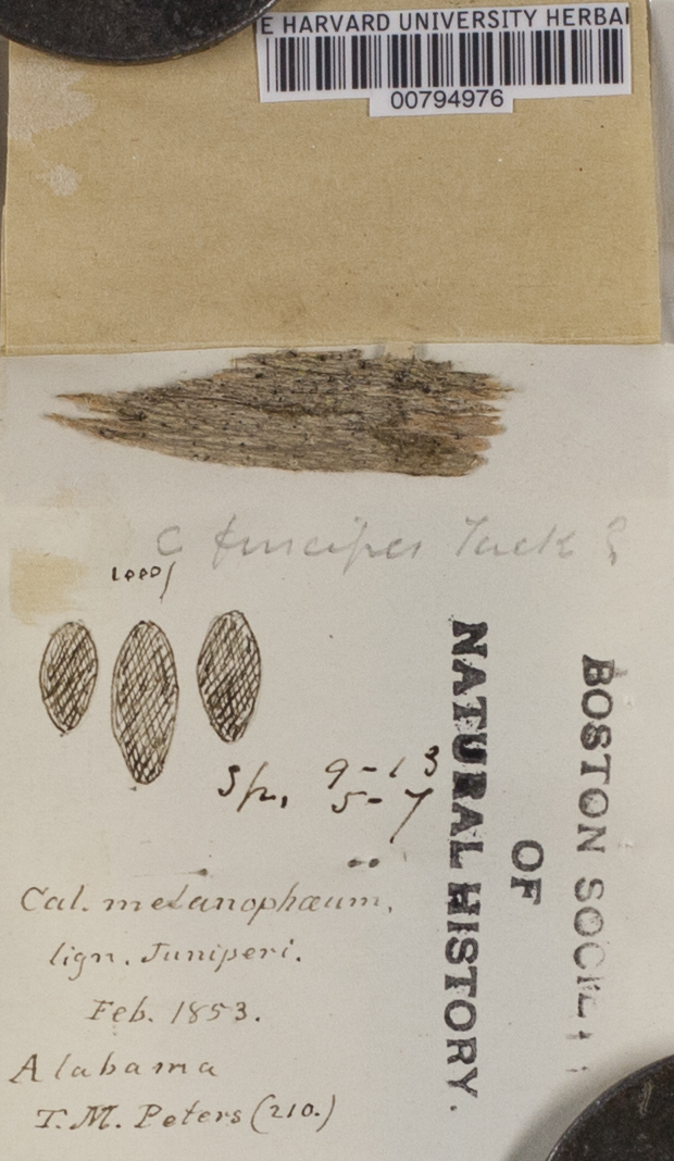 Chaenotheca ferruginea image