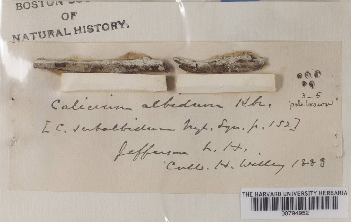 Calicium albidum image