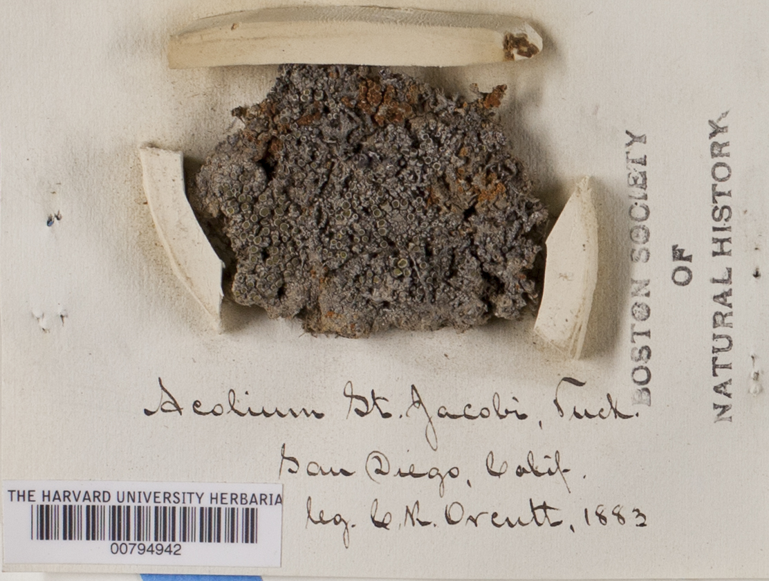 Texosporium sancti-jacobi image