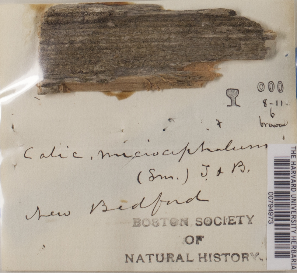 Sphinctrina anglica image