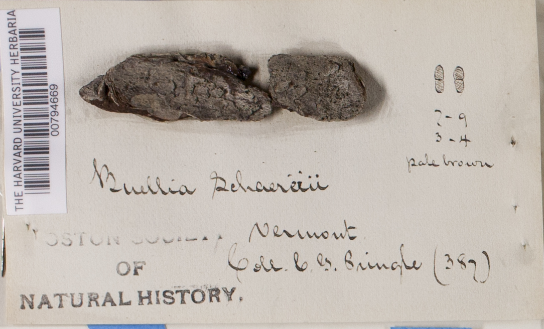 Buellia schaereri image