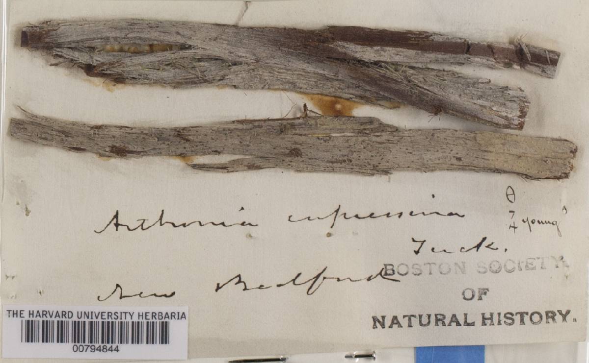 Arthonia cupressina image