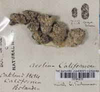 Image of Acolium californicum