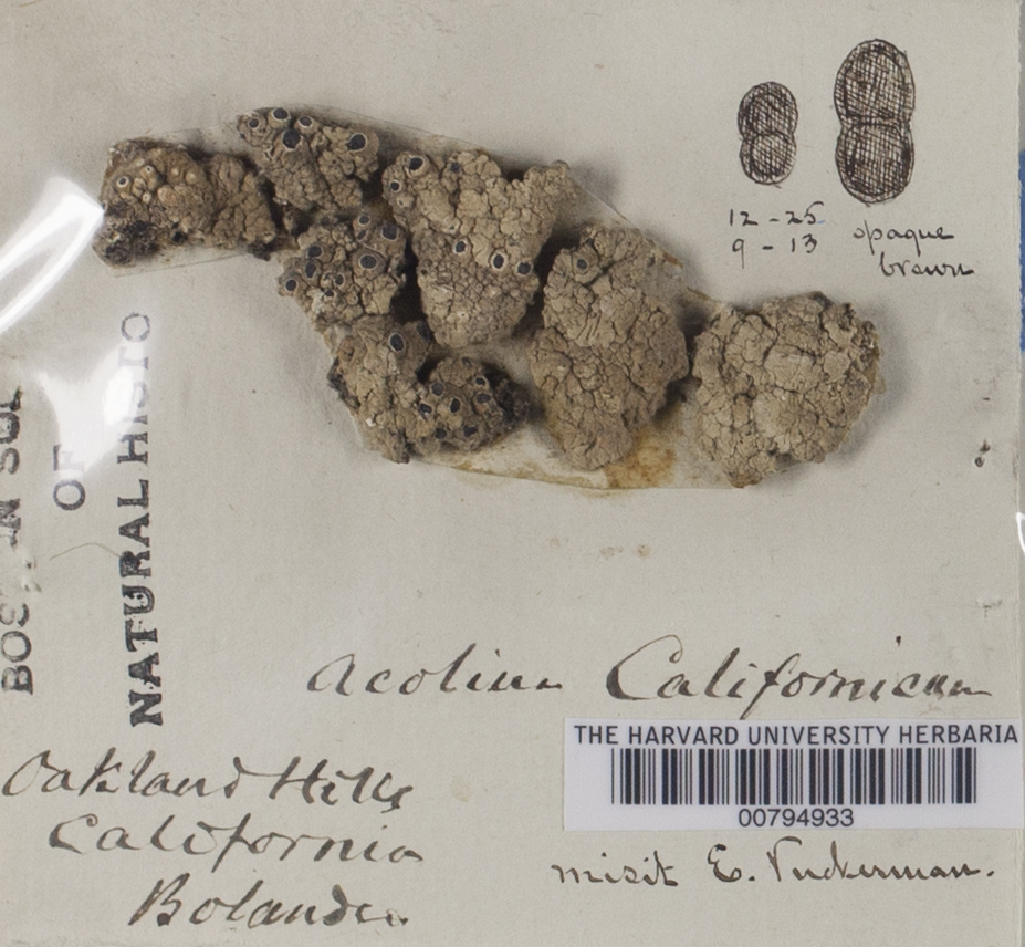 Acolium californicum image